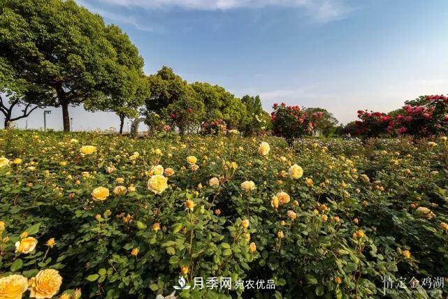 蘇洲金雞湖畔！大美月季花海！(圖2)