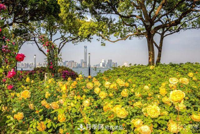 蘇洲金雞湖畔！大美月季花海！(圖1)