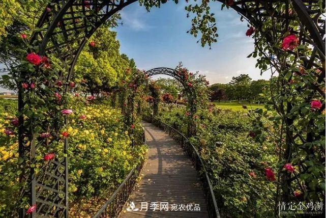 蘇洲金雞湖畔！大美月季花海！(圖4)