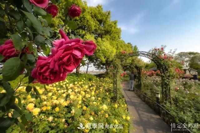 蘇洲金雞湖畔！大美月季花海！(圖6)