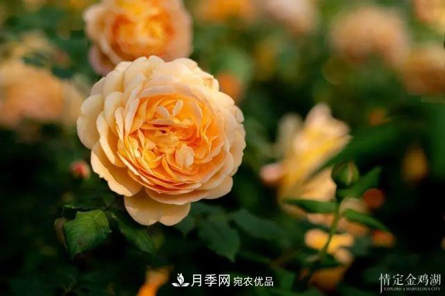 蘇洲金雞湖畔！大美月季花海！(圖8)