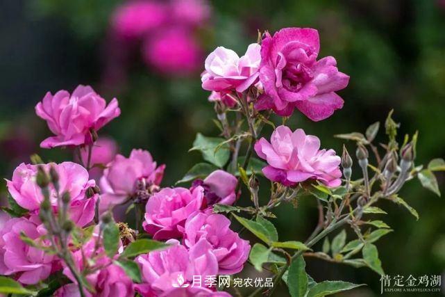 蘇洲金雞湖畔！大美月季花海！(圖9)