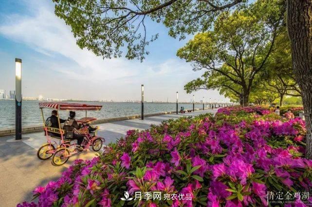 蘇洲金雞湖畔！大美月季花海！(圖10)