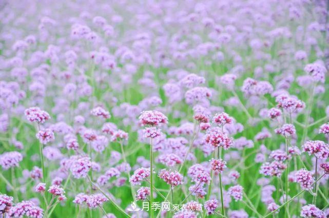 蘇洲金雞湖畔！大美月季花海！(圖12)