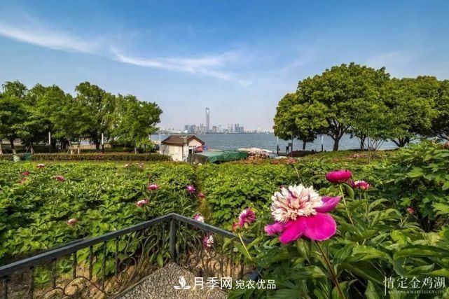 蘇洲金雞湖畔！大美月季花海！(圖11)
