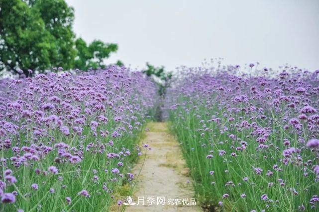 蘇洲金雞湖畔！大美月季花海！(圖13)