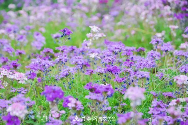 蘇洲金雞湖畔！大美月季花海！(圖14)