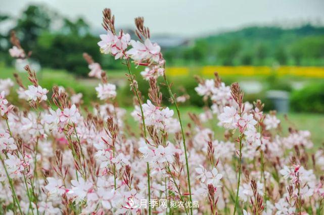 蘇洲金雞湖畔！大美月季花海！(圖16)