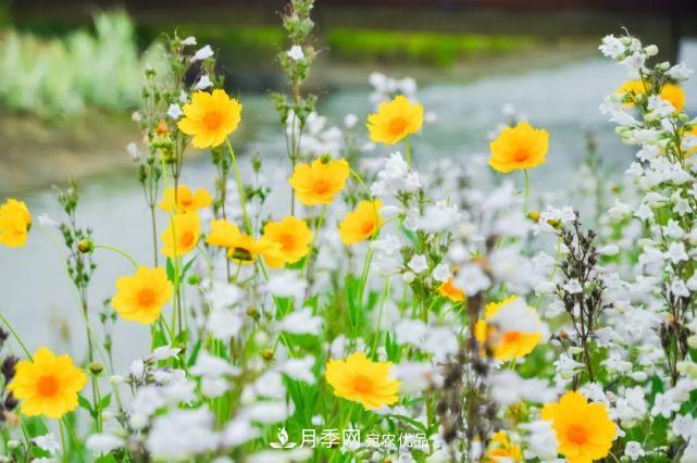 蘇洲金雞湖畔！大美月季花海！(圖17)