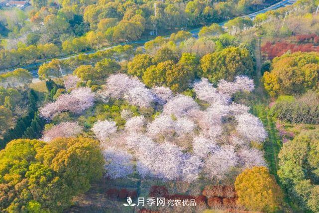 蘇洲金雞湖畔！大美月季花海！(圖20)
