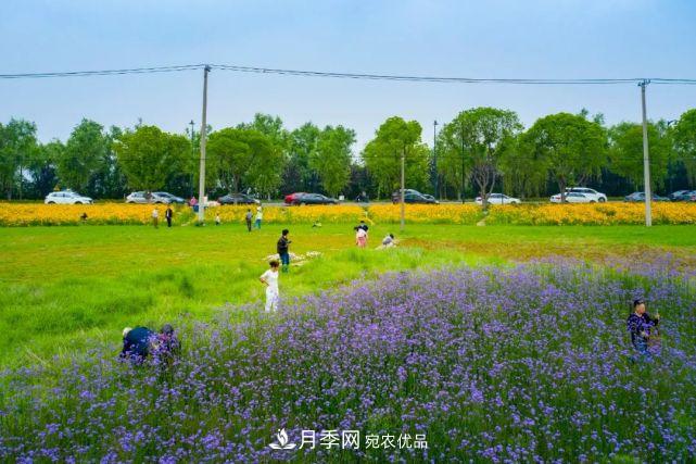 蘇洲金雞湖畔！大美月季花海！(圖24)