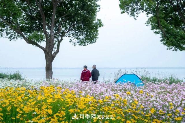 蘇洲金雞湖畔！大美月季花海！(圖23)