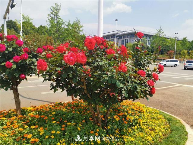 昆明呈貢街頭1487株樹(shù)狀月季花正艷，月季花開(kāi)扮靚春城(圖1)