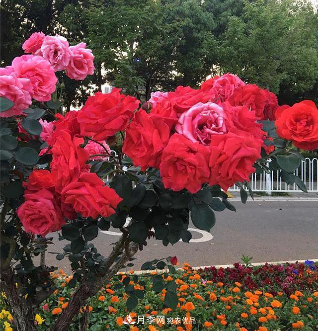 昆明呈貢街頭1487株樹(shù)狀月季花正艷，月季花開(kāi)扮靚春城(圖2)