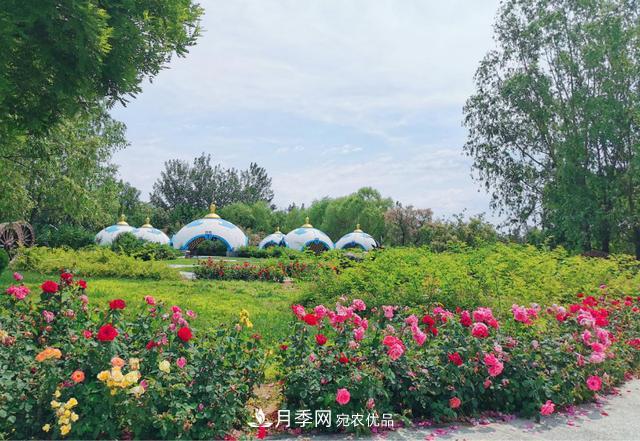 今夏到北京豐臺(tái)，看亭臺(tái)樓閣，賞各色月季(圖2)