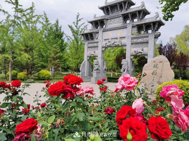 今夏到北京豐臺(tái)，看亭臺(tái)樓閣，賞各色月季(圖1)