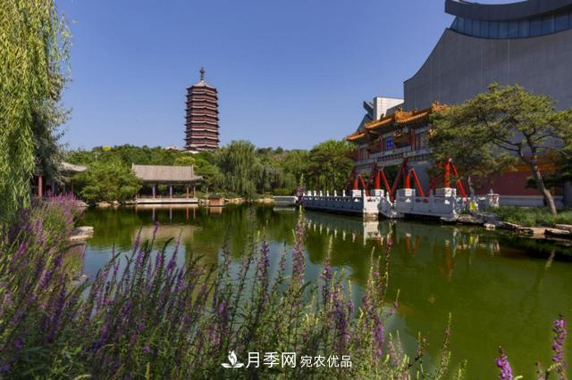 今夏到北京豐臺(tái)，看亭臺(tái)樓閣，賞各色月季(圖3)
