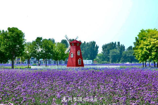 今夏到北京豐臺(tái)，看亭臺(tái)樓閣，賞各色月季(圖5)