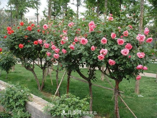 新品“月季樹”為北京市花添色彩，居然引種自南陽內(nèi)鄉(xiāng)(圖2)