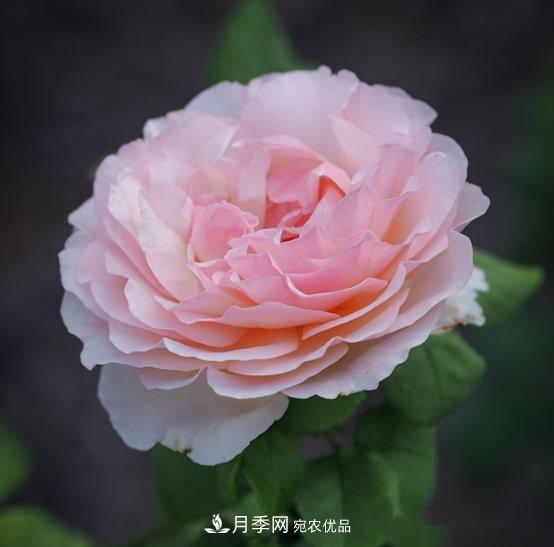 月季達(dá)人分享2個(gè)養(yǎng)護(hù)小技巧，新人入月季坑輕松學(xué)(圖1)