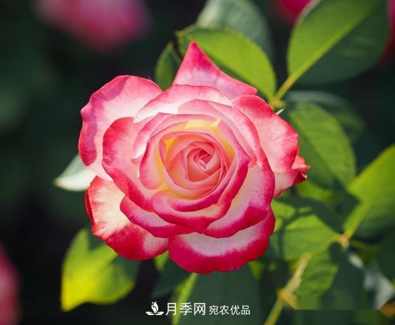 月季達(dá)人分享2個(gè)養(yǎng)護(hù)小技巧，新人入月季坑輕松學(xué)(圖2)