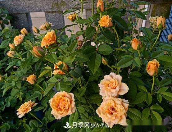 月季達(dá)人分享2個(gè)養(yǎng)護(hù)小技巧，新人入月季坑輕松學(xué)(圖3)