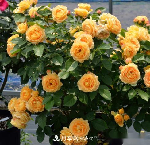 月季達(dá)人分享2個(gè)養(yǎng)護(hù)小技巧，新人入月季坑輕松學(xué)(圖4)