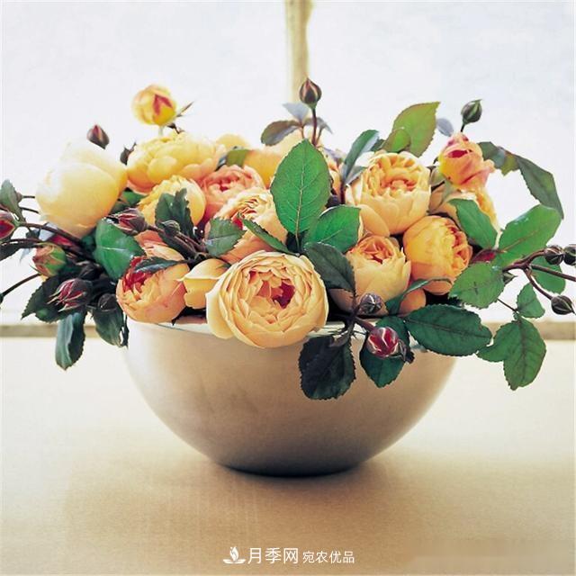 夏天月季為什么往往開得不太好？原因都在這里(圖2)