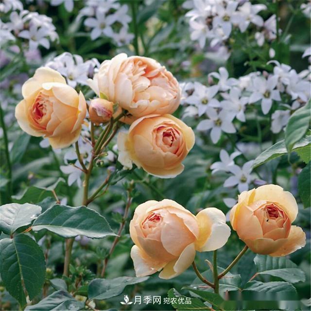 夏天月季為什么往往開得不太好？原因都在這里(圖3)