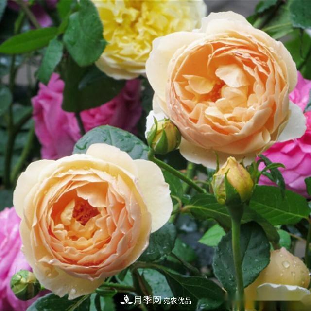 夏天月季為什么往往開得不太好？原因都在這里(圖4)