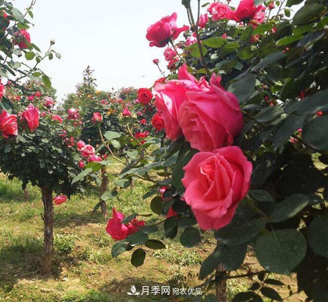 南陽樹狀月季***新批發(fā)價格！風靡高端市場的月季樹好在呢？(圖1)