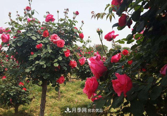 南陽樹狀月季***新批發(fā)價格！風靡高端市場的月季樹好在呢？(圖2)