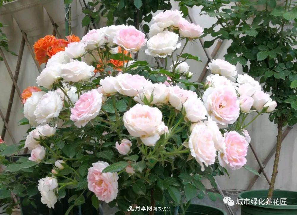 月季基礎(chǔ)知識：月季肥害，月季藥害，月季薊馬危害的基本特征(圖2)