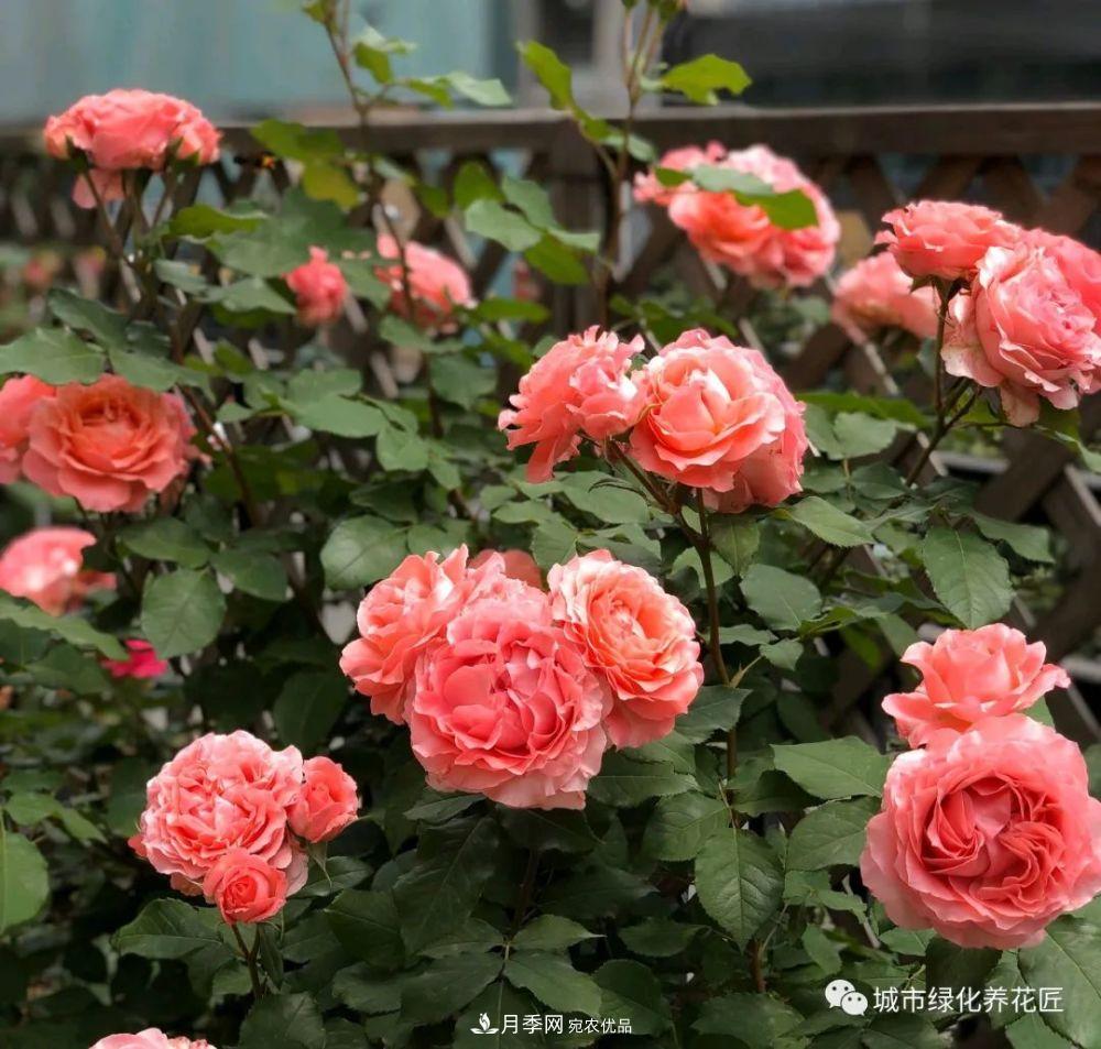 月季基礎(chǔ)知識：月季肥害，月季藥害，月季薊馬危害的基本特征(圖4)