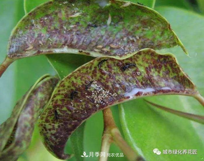 月季基礎(chǔ)知識：月季肥害，月季藥害，月季薊馬危害的基本特征(圖6)