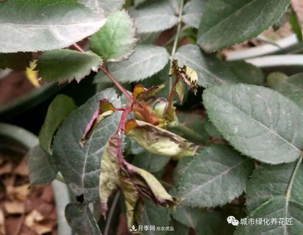 月季基礎(chǔ)知識：月季肥害，月季藥害，月季薊馬危害的基本特征(圖9)