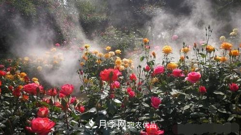 40萬(wàn)株月季繁花似錦，鄭州月季公園邀你來(圖1)