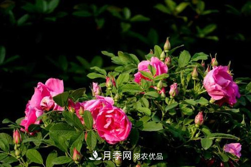 40萬(wàn)株月季繁花似錦，鄭州月季公園邀你來(圖2)