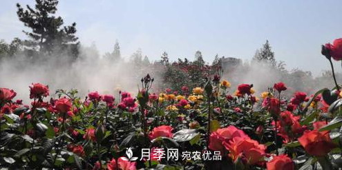 40萬(wàn)株月季繁花似錦，鄭州月季公園邀你來(圖4)