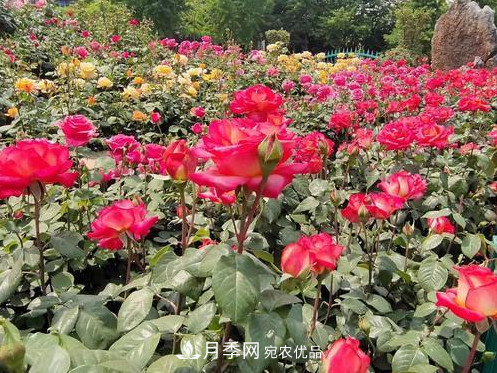40萬(wàn)株月季繁花似錦，鄭州月季公園邀你來(圖3)