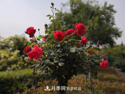 40萬(wàn)株月季繁花似錦，鄭州月季公園邀你來(圖5)
