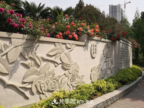 40萬(wàn)株月季繁花似錦，鄭州月季公園邀你來(圖7)