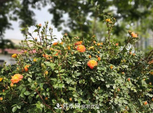 40萬(wàn)株月季繁花似錦，鄭州月季公園邀你來(圖6)