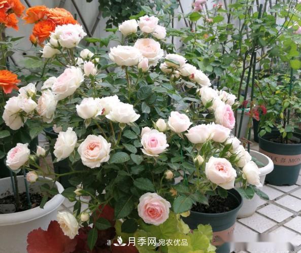 10個養(yǎng)月季行話，讀懂才能養(yǎng)好月季(圖1)