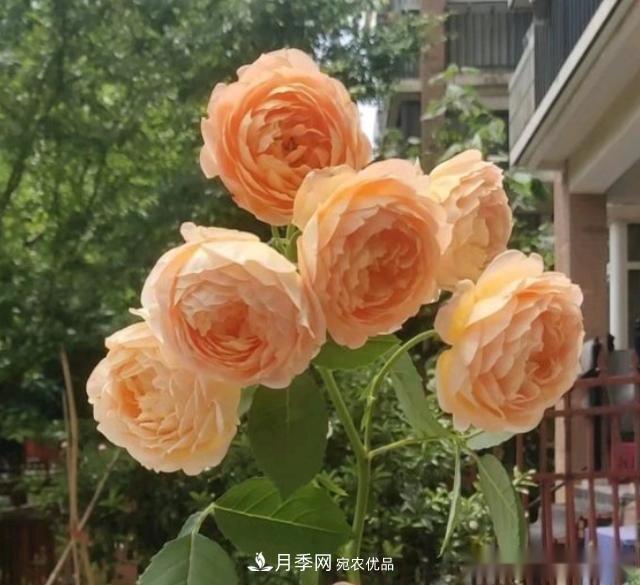 10個養(yǎng)月季行話，讀懂才能養(yǎng)好月季(圖8)