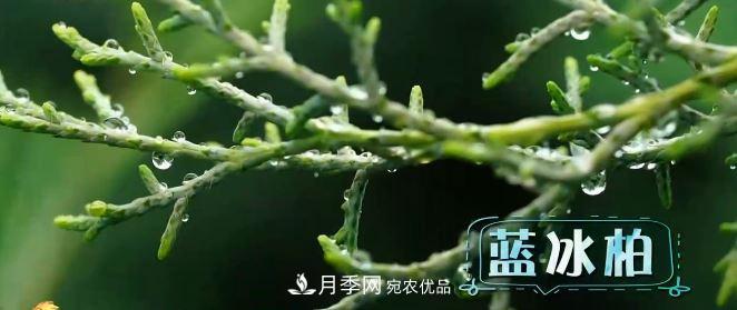 河南商丘男子種苗木，半年?duì)I業(yè)額達(dá)3000萬(圖5)
