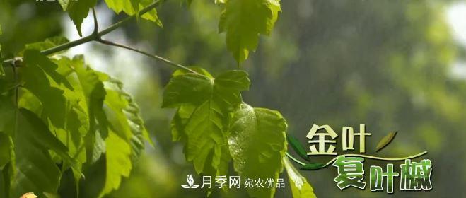 河南商丘男子種苗木，半年?duì)I業(yè)額達(dá)3000萬(圖6)