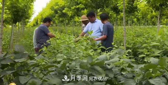 河南商丘男子種苗木，半年?duì)I業(yè)額達(dá)3000萬(圖1)