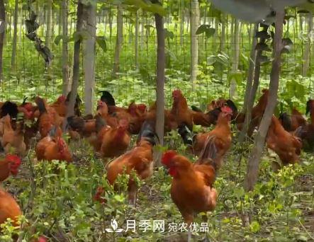 河南商丘男子種苗木，半年?duì)I業(yè)額達(dá)3000萬(圖11)