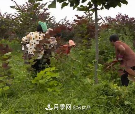 河南商丘男子種苗木，半年?duì)I業(yè)額達(dá)3000萬(圖9)